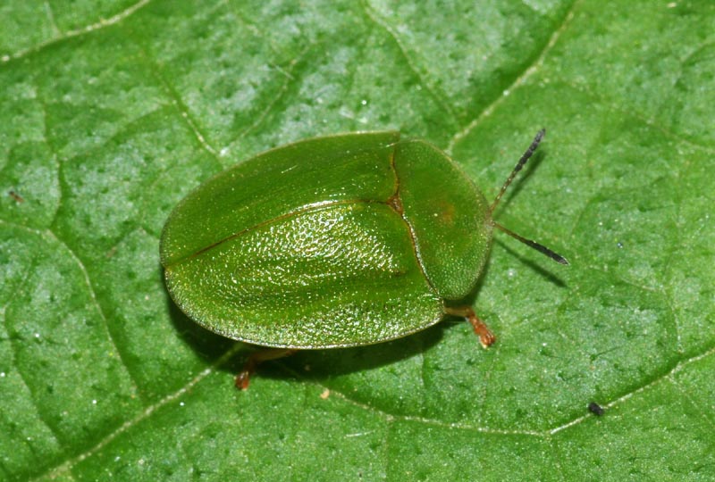 Cassida viridis, Cassida nebulosa, Hypocassida subferruginea